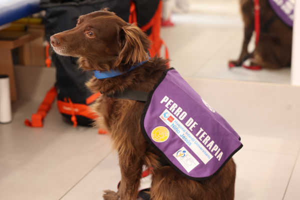 Perro De Terapia En Hospital En Madrid