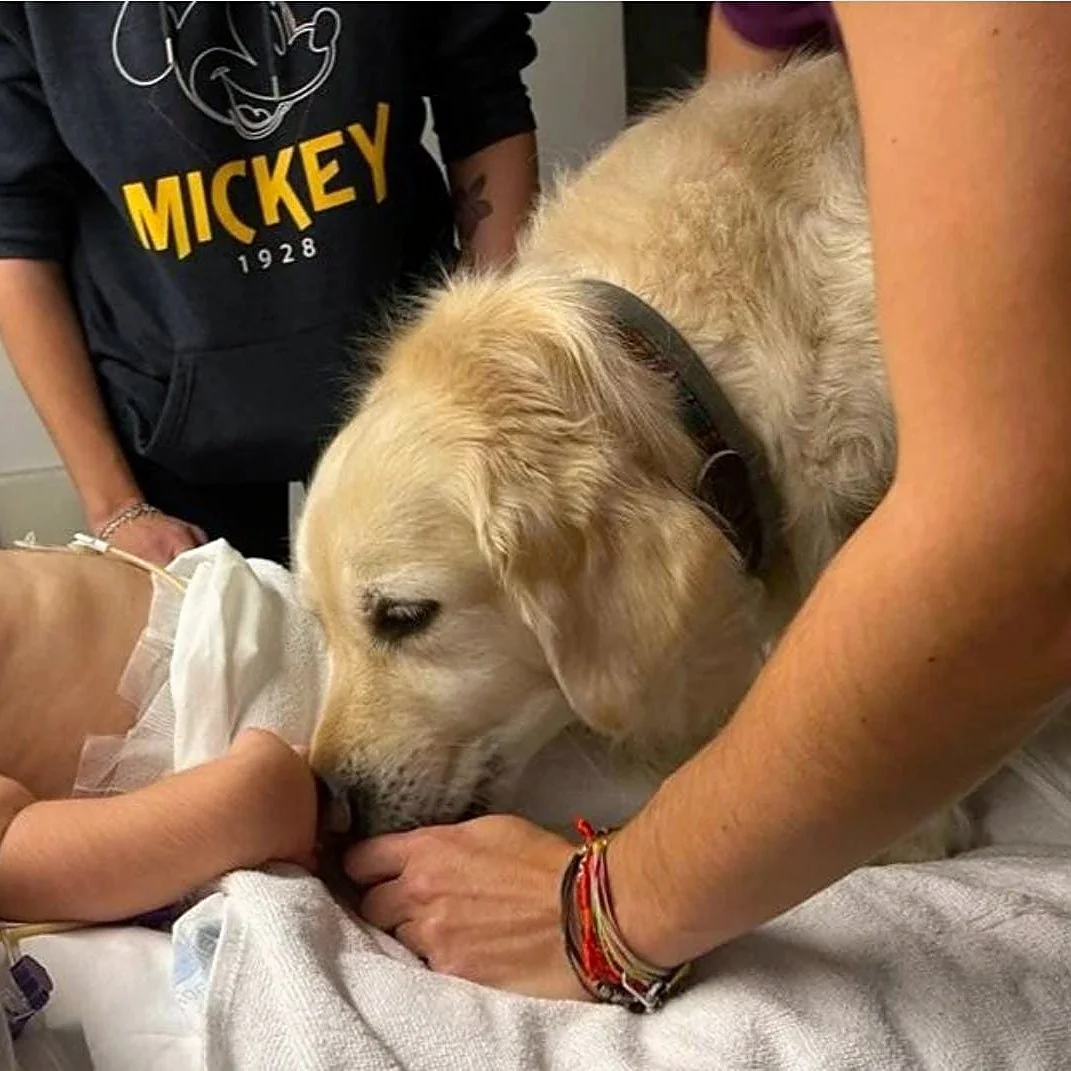Un golden retriever acerca el hocico a una mano que asoma entre las sábanas de una cama de hospital, acompañado por el equipo de intervención.