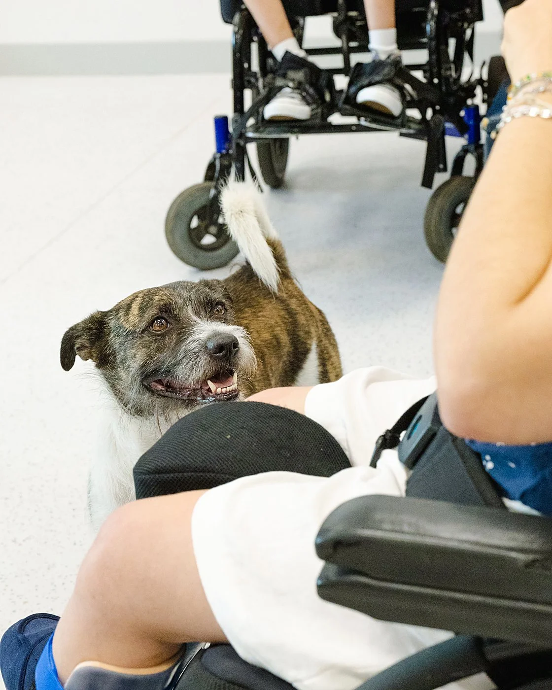 Un perro mestizo de pelo atigrado mira con la boca abierta y la cola en alto a una persona en silla de ruedas durante una sesión de terapia con perros.